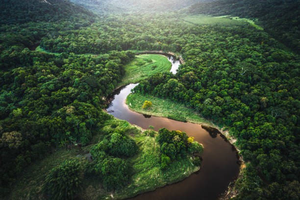 River inside forest