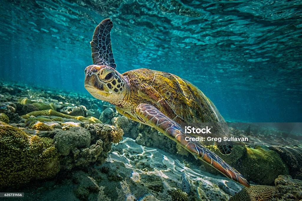 Turtle in the sea